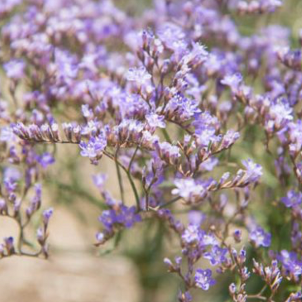 sea lavender plants for sale LIMONIUM LATIFOLIUM