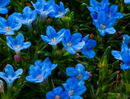 LITHODORA - TIDE POOL BLUE