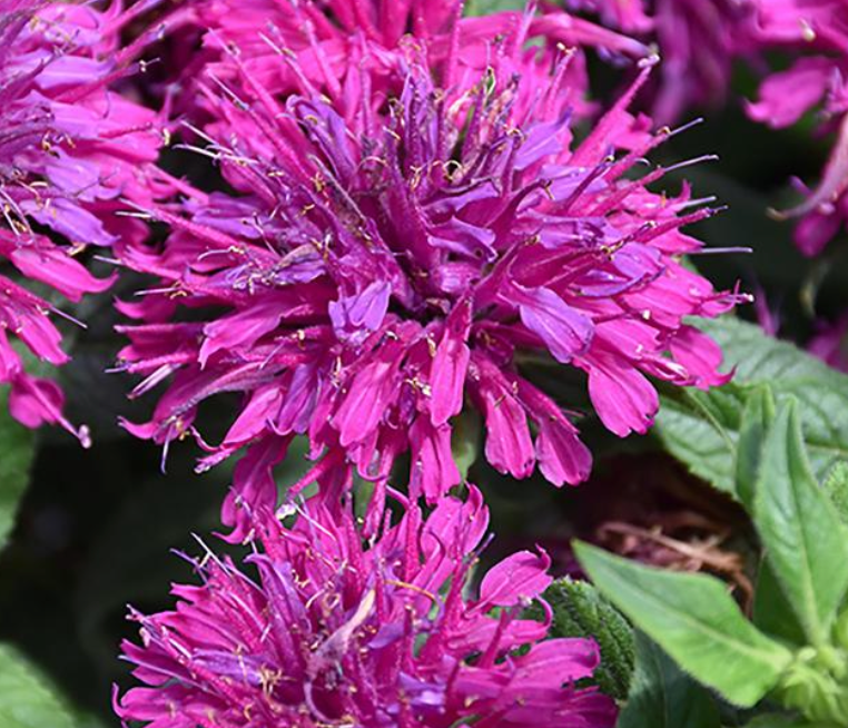 MONARDA - GRAPE GUMBALL