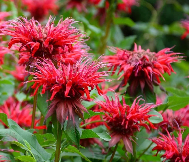 MONARDA - FIREBALL