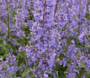NEPETA - SUMMER MAGIC