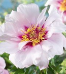 PAEONIA - ITOH CORA LOUISE