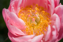 PAEONIA - SALMON WONDER