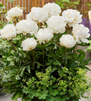 PAEONIA - WHITE WONDER