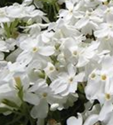 PHLOX - INTENSIA WHITE