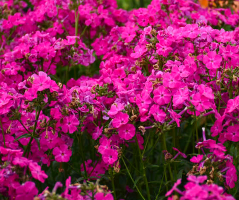 PHLOX - SUPER KA-POW FUSCHIA