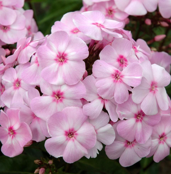 PHLOX - COTTON CANDY