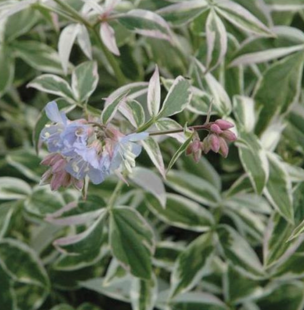 POLEMONIUM - TOUCH OF CLASS