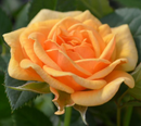 ROSE MINIATURE - PARADE CARA