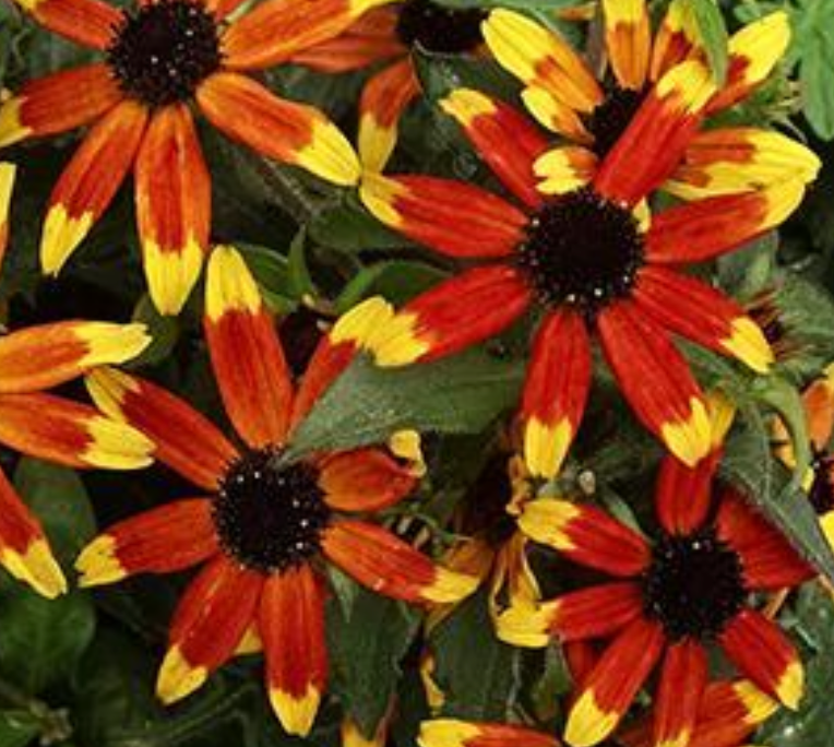 RUDBECKIA - PRAIRIE GLOW