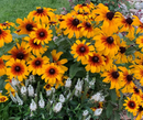 5-1/2" POT RUDBECKIA - RISING SUN CHESTNUT GOLD
