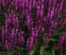 SALVIA NEMOROSA - BUMBLEBERRY