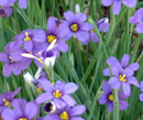 SISYRINCHIUM - MOODY BLUES