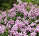 SYRINGA (LILAC BUSH) - BLOOMERANG PURPINK