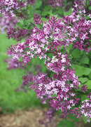 SYRINGA (LILAC BUSH) - BLOOMERANG DARK PURPLE