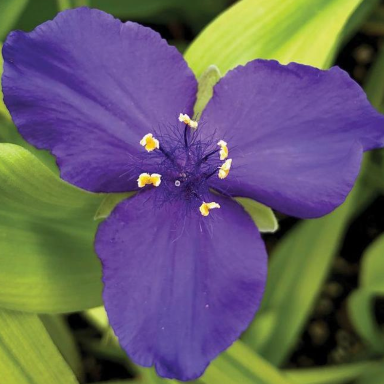 TRADESCANTIA - SWEET KATE