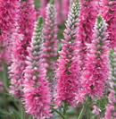 VERONICA - VERNIQUE ROSE IMPROVED