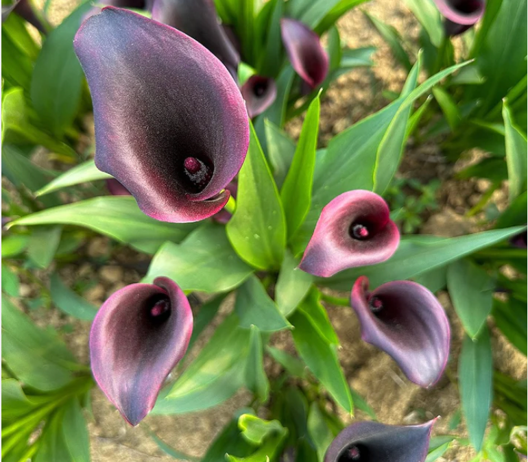 ONE GALLON CALLA LILY - BARACUDA