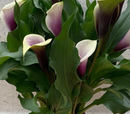 CALLA LILY - DIVINCI