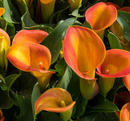 CALLA LILY - ORANGE PITCHER