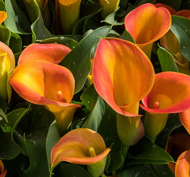 ONE GALLON CALLA LILY - ORANGE PITCHER