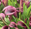 CALLA LILY - OUTBACK