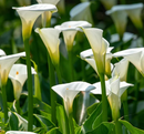 CALLA LILY - SNOWBOARD