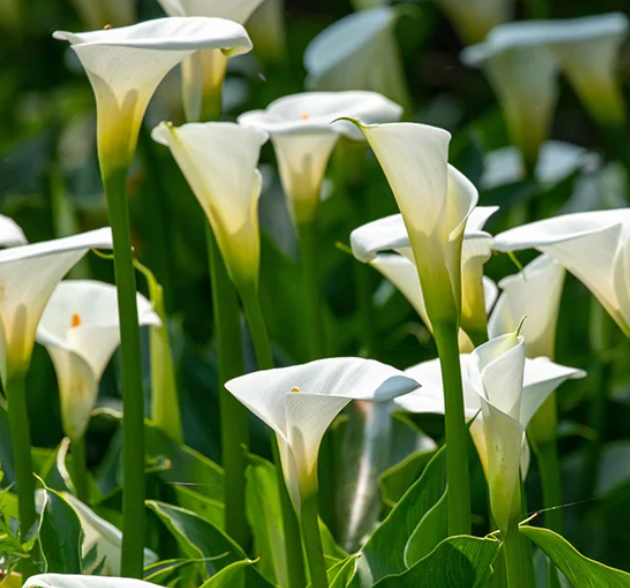 ONE GALLON CALLA LILY - SNOWBOARD