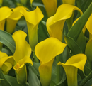 CALLA LILY - STRONG GOLD
