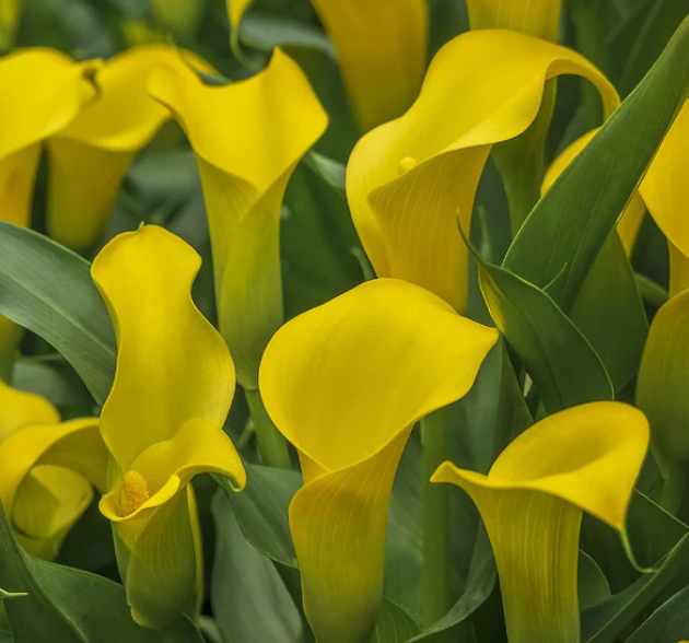 ONE GALLON CALLA LILY - STRONG GOLD