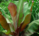 MAURELLI - RED BANANA