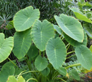 ESCULENTA