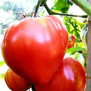 INDIVIDUAL HEIRLOOM TOMATOES - HUNGARIAN HEART