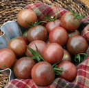 INDIVIDUAL REGULAR TOMATOES - CHOCOLATE COVERED CHERRY