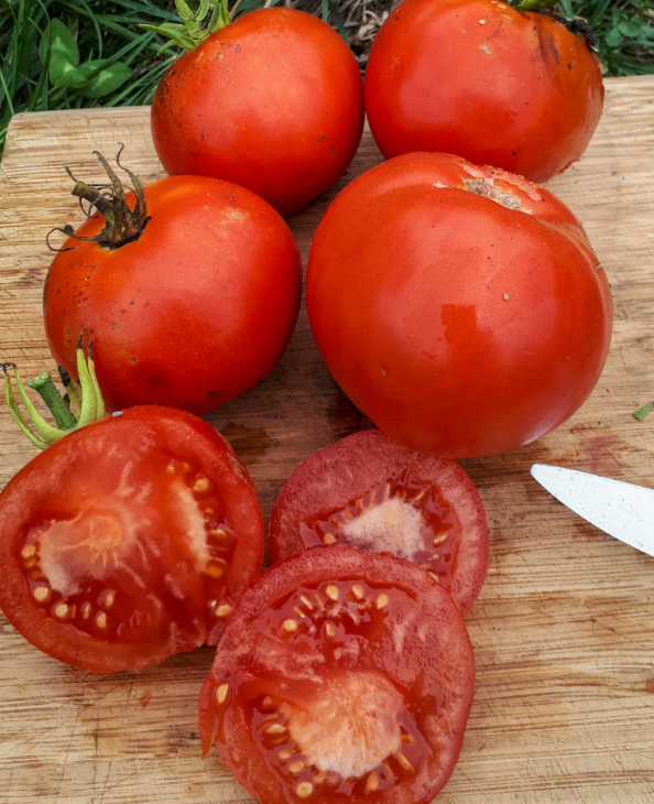 INDIVIDUAL REGULAR TOMATOES - SUPER SIOUX