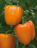 INDIVIDUAL SWEET PEPPERS - ORANGE MARMALADE