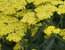 ACHILLEA - SASSY SUMMER LEMON