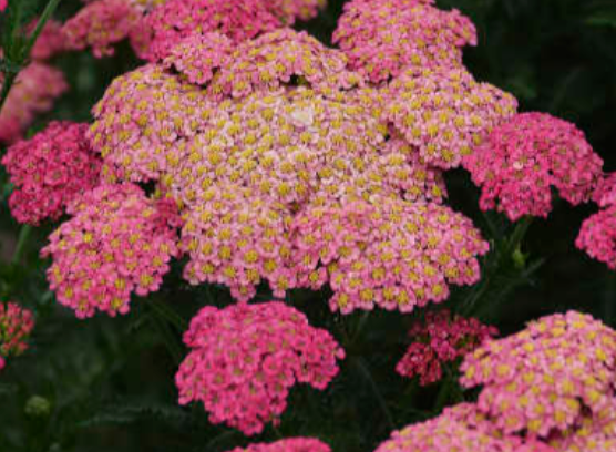 ACHILLEA - SASSY SUMMER TAFFY