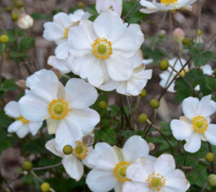 ANEMONE - HONORINE JOBERT