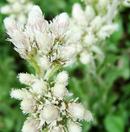 ANTENARIA - PUSSYTOES