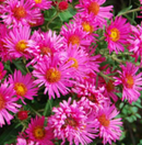 ASTER - ALMA POTSCHKE