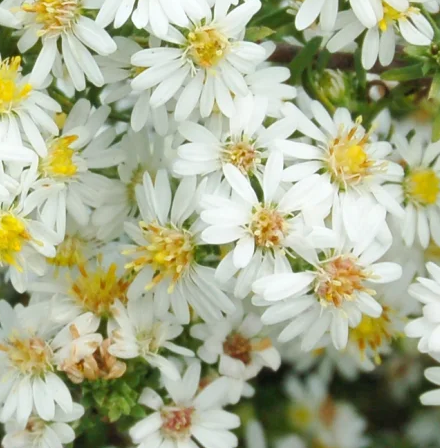 ASTER - BRIDAL VEIL