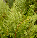 ATHYRIUM - LADY IN RED