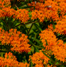 ASCLEPIAS - TUBEROSA (BUTTERFLY WEED)