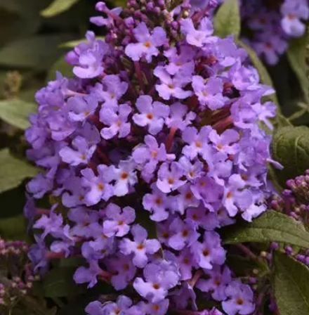 BUDDLEIA - CHRYSALIS STEEL BLUE