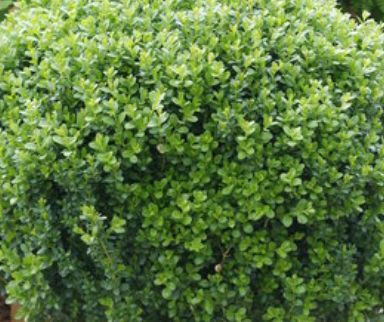 BUXUS-SPRINTER-BOXWOOD