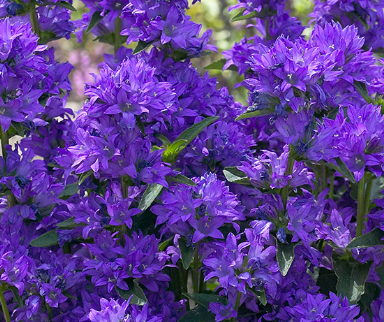 CAMPANULA - FREYA
