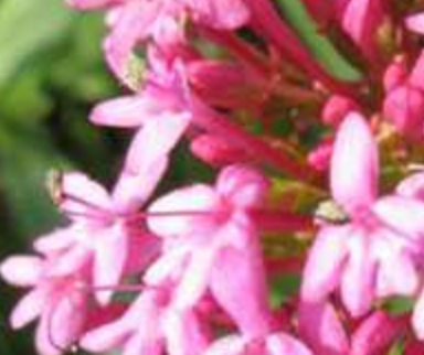 CENTRANTHUS RUBER - COCCINEUS