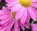 CHRYSANTHEMUM - LAVENDER DAISY