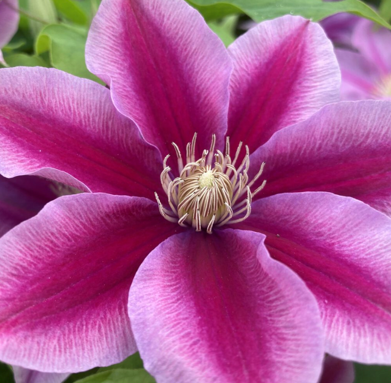 CLEMATIS - BOULEVARD POSEIDON